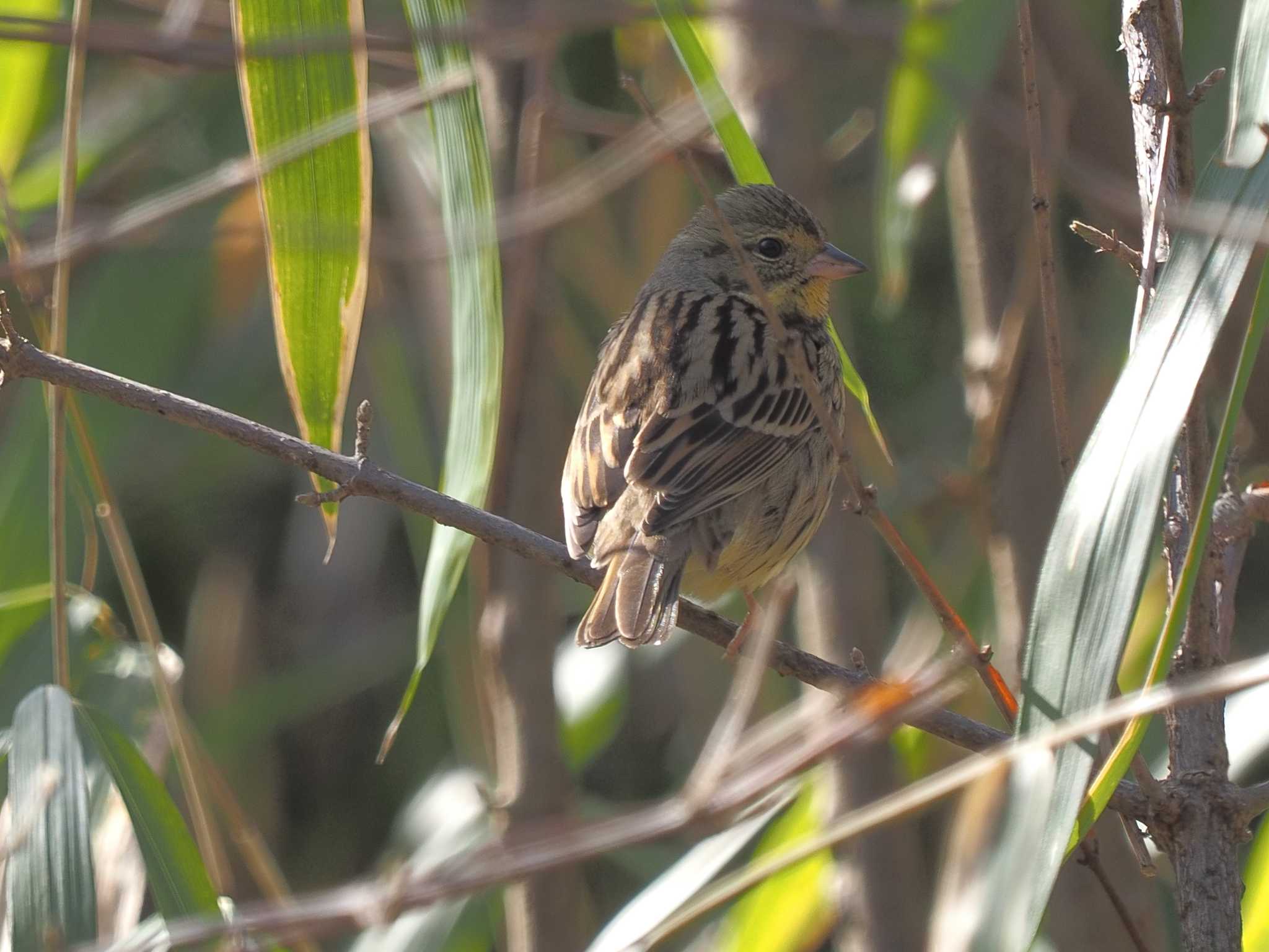 国営木曽三川公園138タワーパーク アオジの写真 by MaNu猫