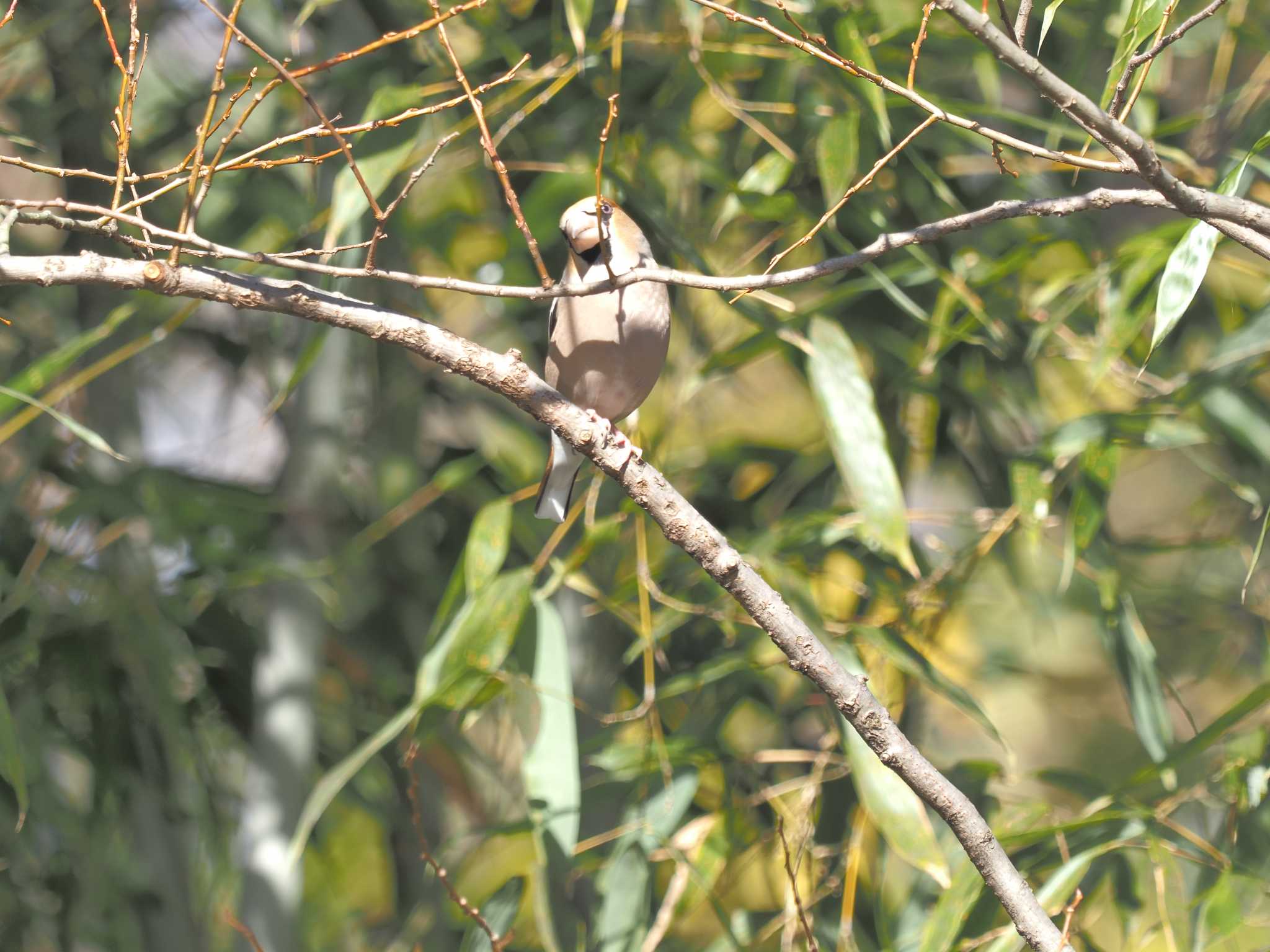 Hawfinch