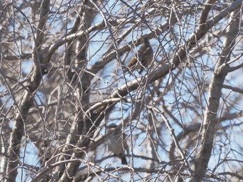 Dusky Thrush 国営木曽三川公園138タワーパーク Thu, 2/8/2024