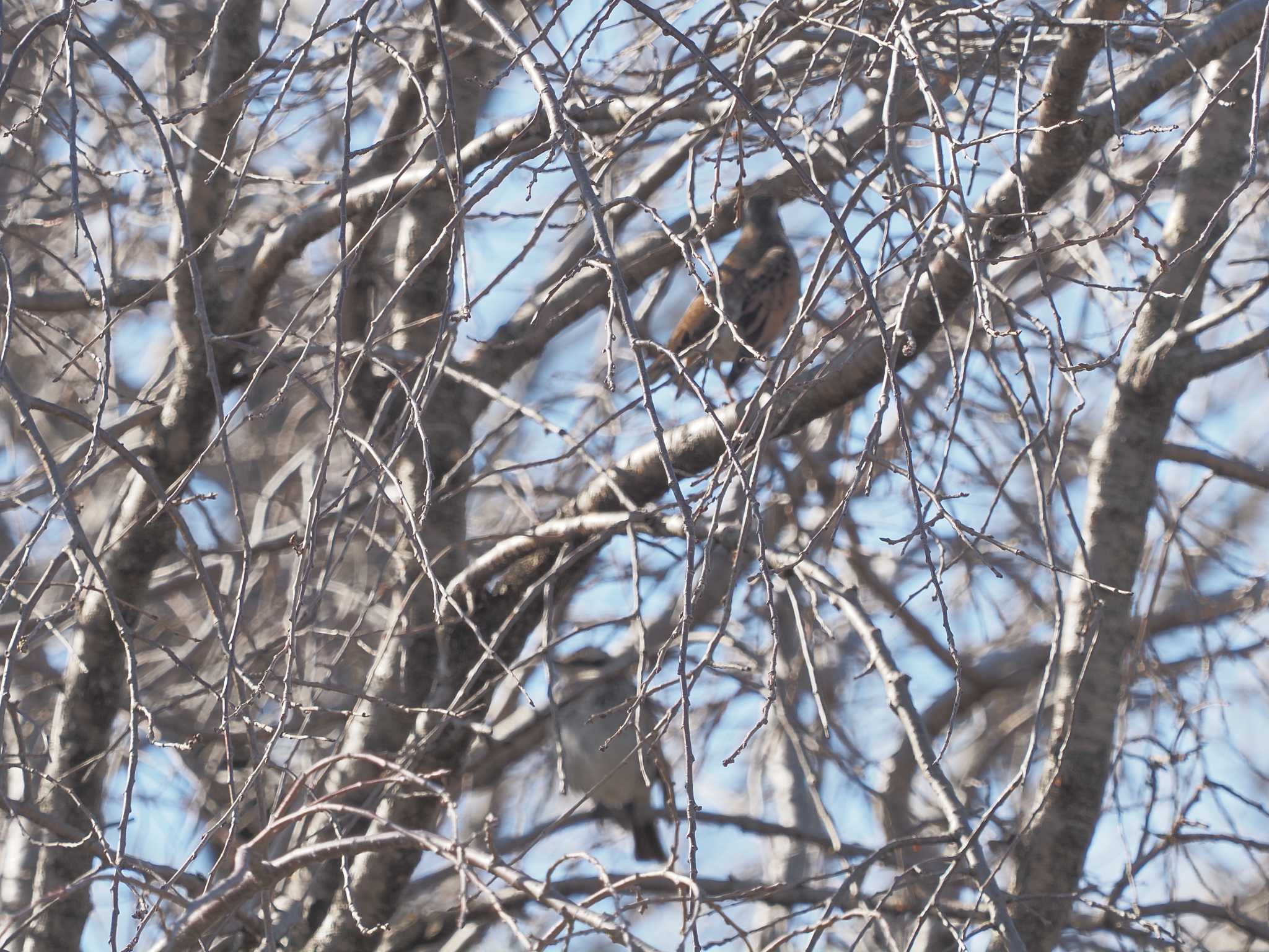 Dusky Thrush