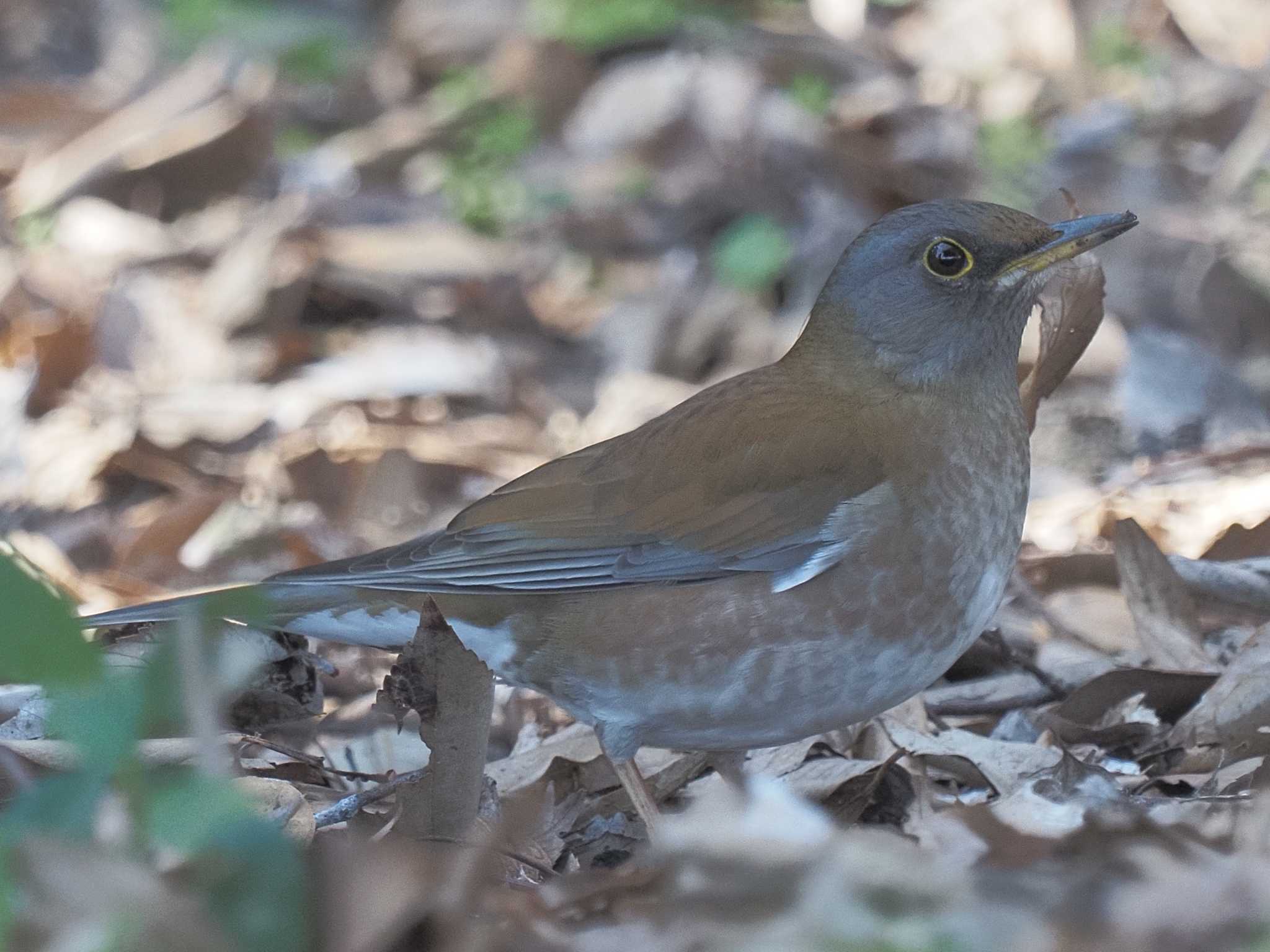 Pale Thrush