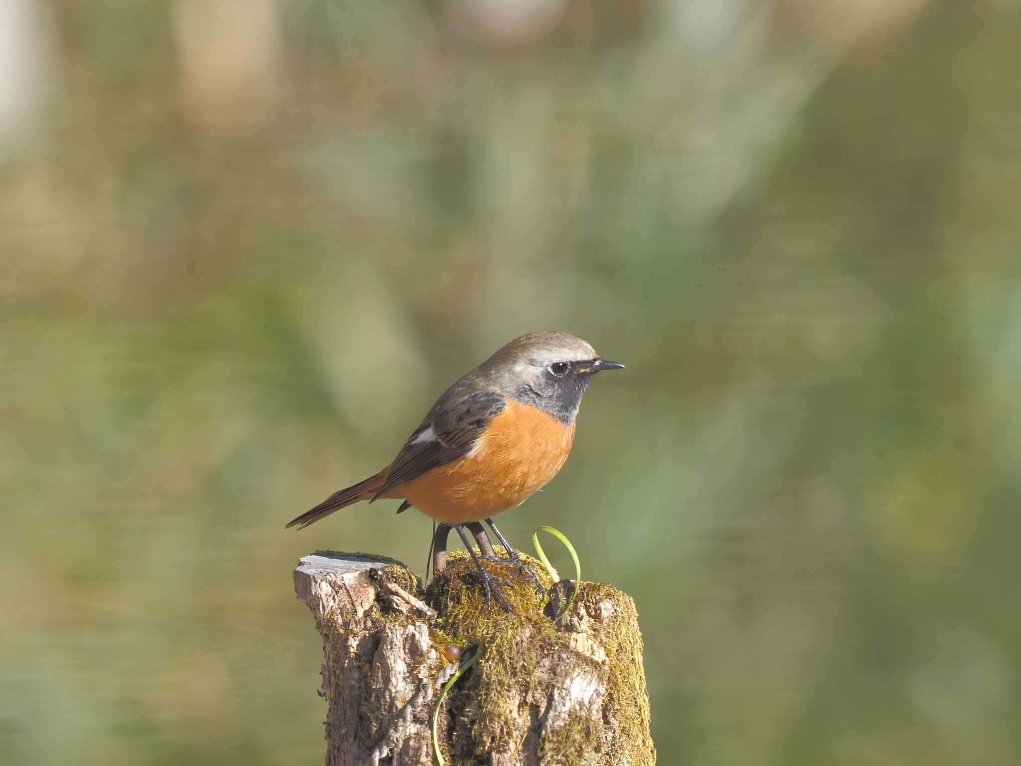 Daurian Redstart