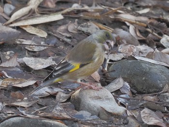 Grey-capped Greenfinch 国営木曽三川公園138タワーパーク Thu, 2/8/2024