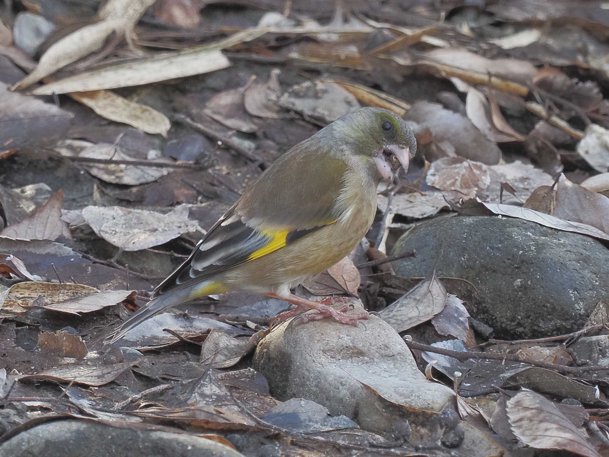 Grey-capped Greenfinch