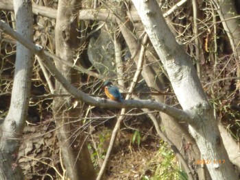 Common Kingfisher 駒場野公園(目黒区) Mon, 1/17/2022