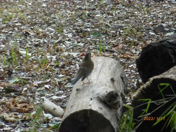 Pale Thrush 駒場野公園(目黒区) Mon, 1/17/2022