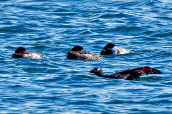 ビロードキンクロ ふなばし三番瀬海浜公園 2024年1月4日(木)