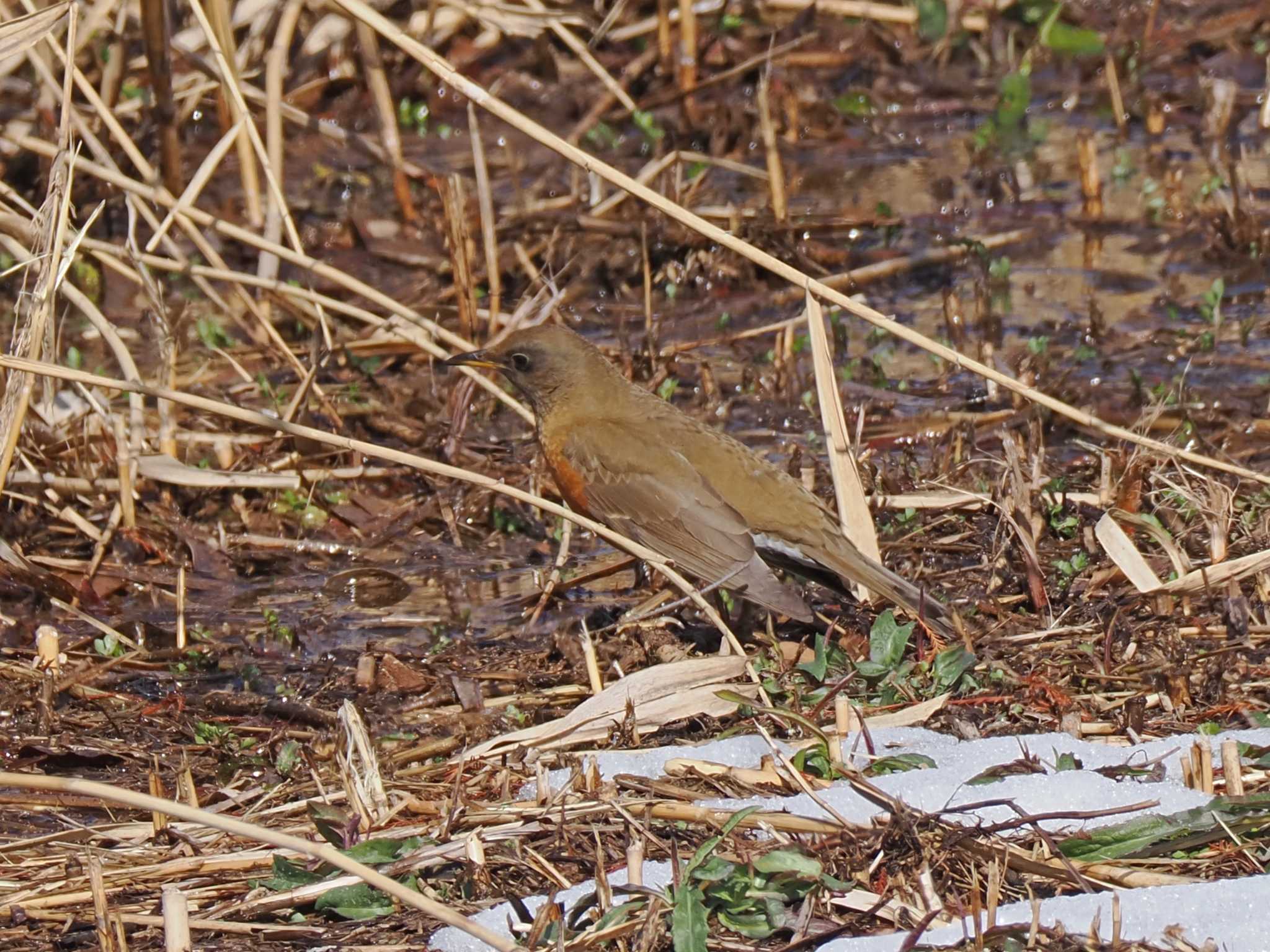 Brown-headed Thrush