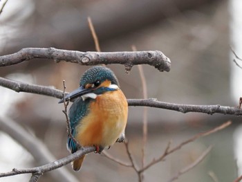 2024年2月8日(木) 水元公園の野鳥観察記録