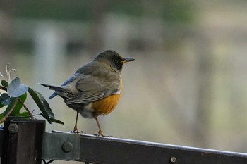 Brown-headed Thrush(orii) Maioka Park Mon, 1/18/2021