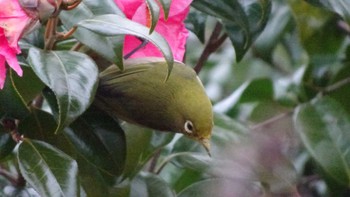 Sun, 2/4/2024 Birding report at Imperial Palace