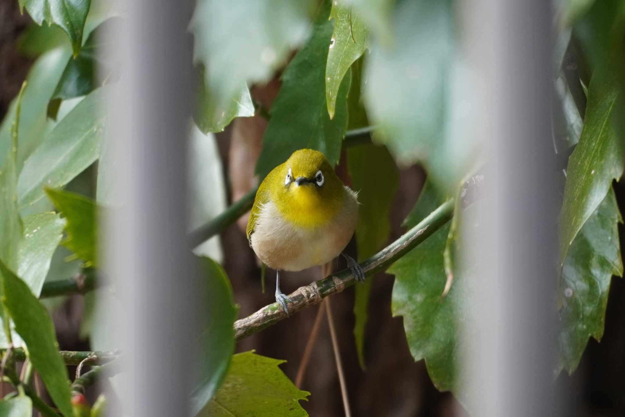 東京都立小金井公園 メジロの写真 by たっちゃんち