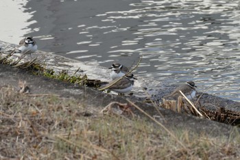 Long-billed Plover 東京都北区 Sun, 1/28/2024