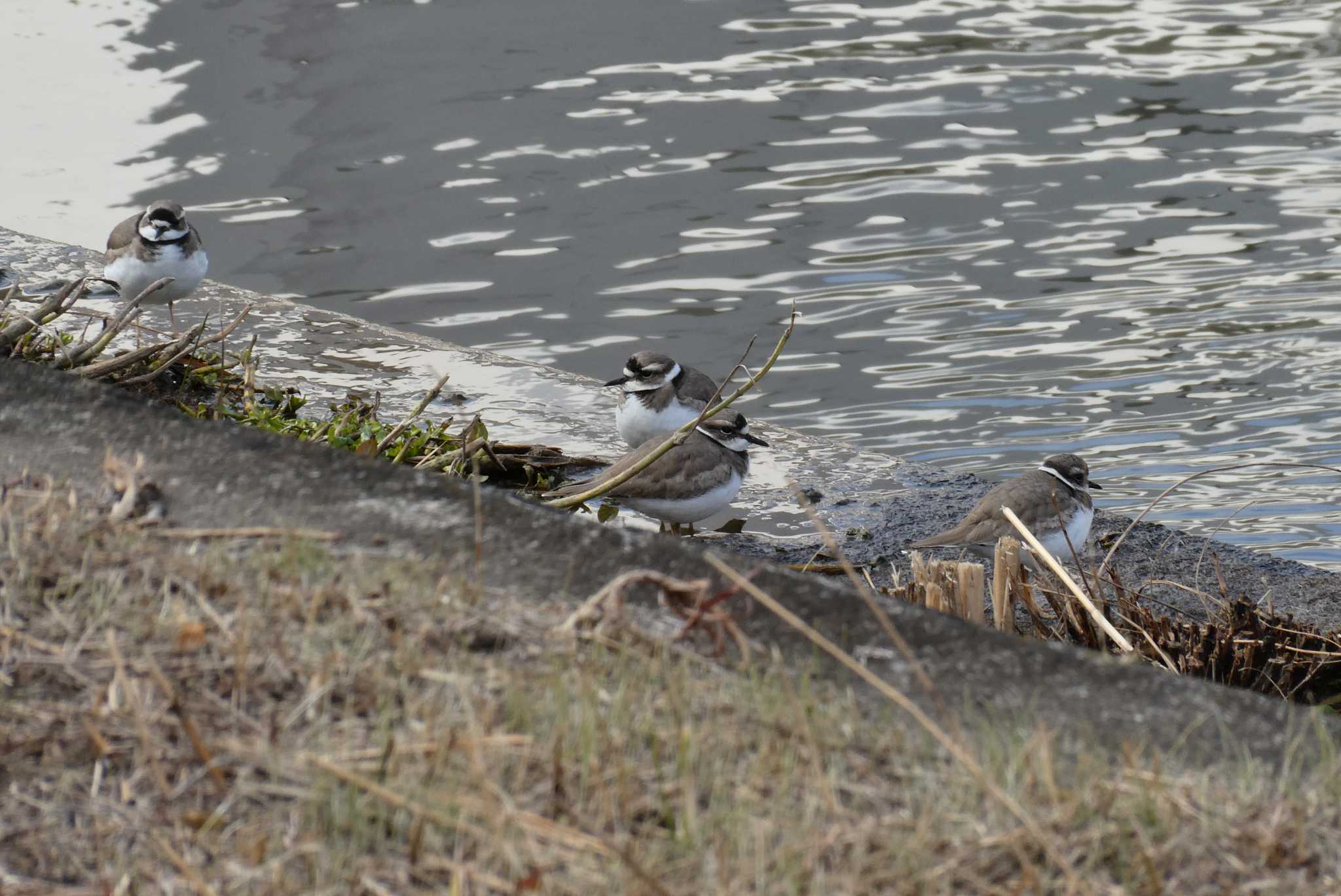 Photo of Long-billed Plover at 東京都北区 by Kirin-Kita