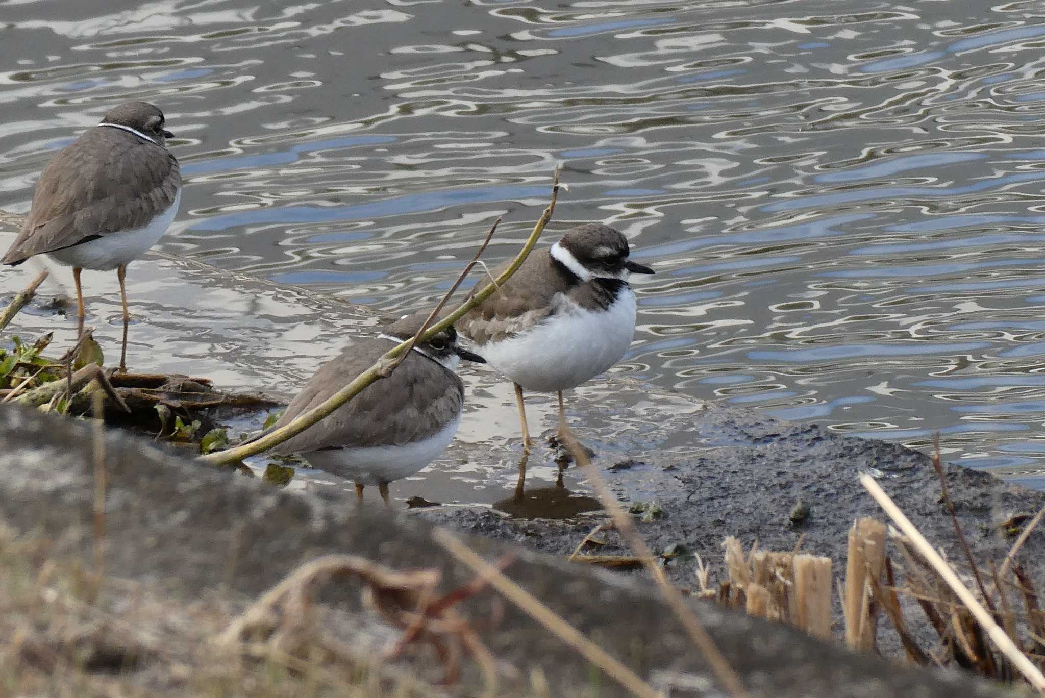 Photo of Long-billed Plover at 東京都北区 by Kirin-Kita