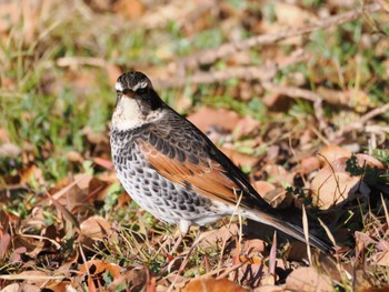 Dusky Thrush 大堀川水辺公園 Tue, 1/16/2024