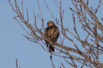 Eastern Buzzard 石狩 茨戸川 Sun, 12/24/2023