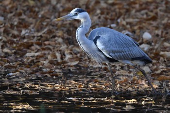 アオサギ 秋ヶ瀬公園 2023年12月10日(日)