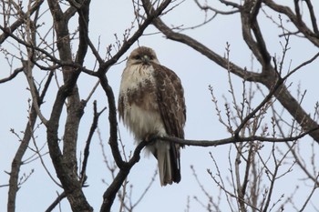 Eastern Buzzard Unknown Spots Thu, 2/8/2024