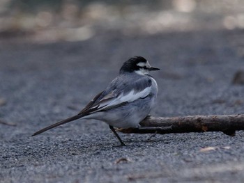 White Wagtail 横浜市立金沢自然公園 Thu, 2/8/2024