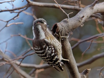 Japanese Pygmy Woodpecker 横浜市立金沢自然公園 Thu, 2/8/2024