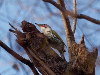 Japanese Green Woodpecker 横浜市立金沢自然公園 Thu, 2/8/2024