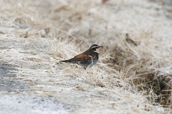 Sun, 1/28/2024 Birding report at 本埜村白鳥の郷