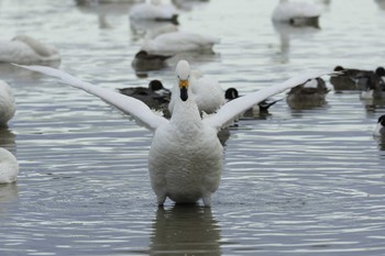 Tundra Swan 本埜村白鳥の郷 Sun, 1/28/2024