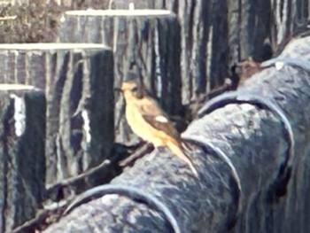 Daurian Redstart Daijugarami Higashiyoka Coast Thu, 1/4/2024