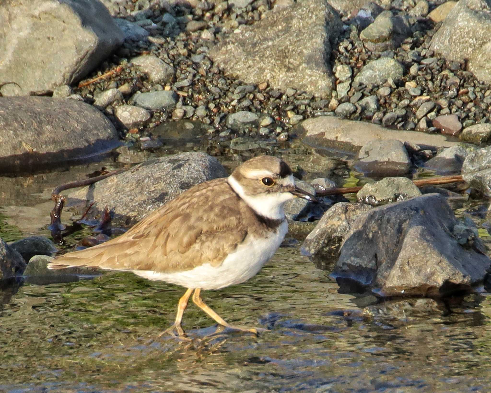 Photo of Long-billed Plover at  by ruri