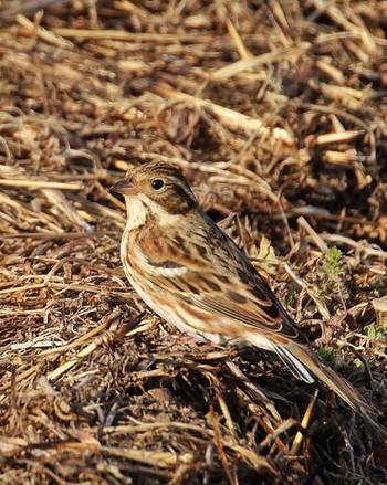 Common Reed Bunting Unknown Spots Thu, 2/8/2024