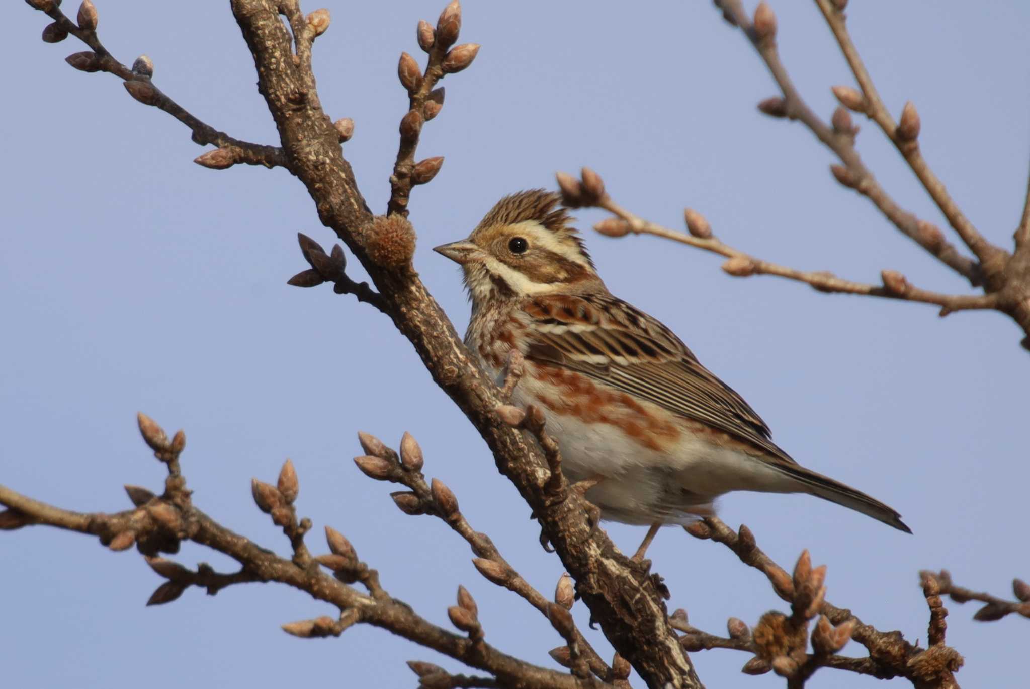 Photo of Rustic Bunting at  by ruri