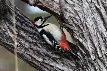 Great Spotted Woodpecker Mizumoto Park Thu, 2/8/2024