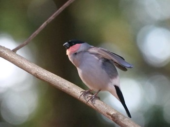 Eurasian Bullfinch(rosacea) 秩父 Tue, 1/30/2024