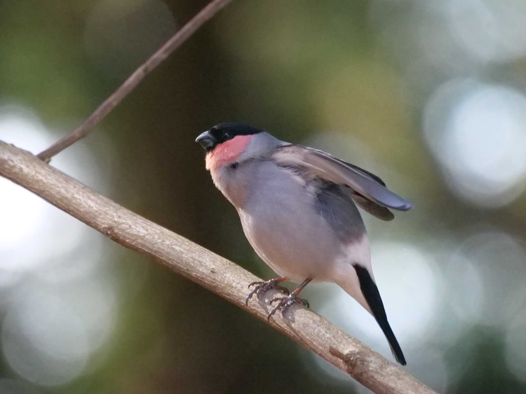 ウ）はやく通り過ぎてくれないかなー・・ by little birds