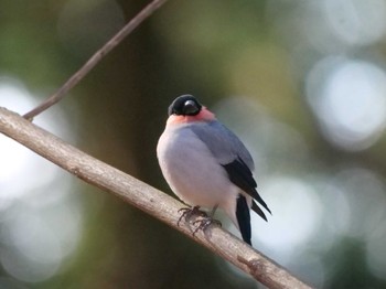 Eurasian Bullfinch(rosacea) 秩父 Tue, 1/30/2024