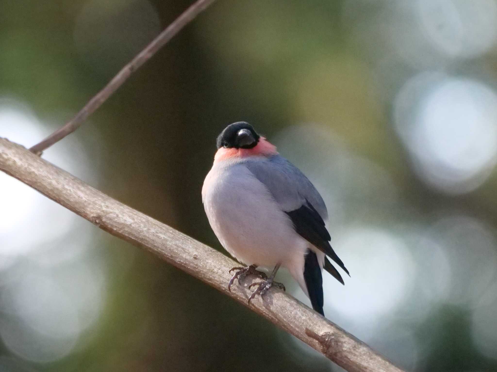 遊歩道で餌を探していたウソ、私が通りかかると枝に上がった・・ by little birds