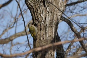 Grey-headed Woodpecker 大沼公園(北海道七飯町) Tue, 2/6/2024