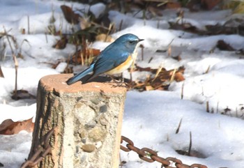 Red-flanked Bluetail 片倉城跡公園 Wed, 2/7/2024