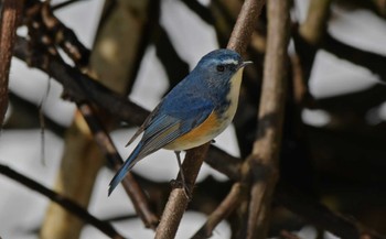 Red-flanked Bluetail Unknown Spots Thu, 2/8/2024