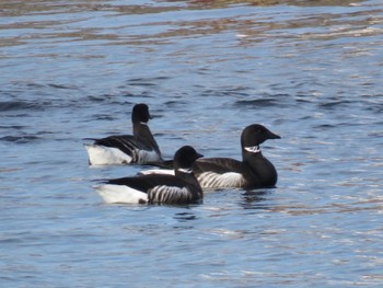 Brant Goose 函館市 Thu, 1/18/2024