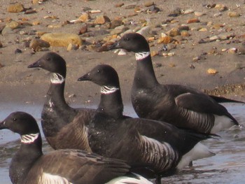 Brant Goose 函館市 Thu, 1/18/2024