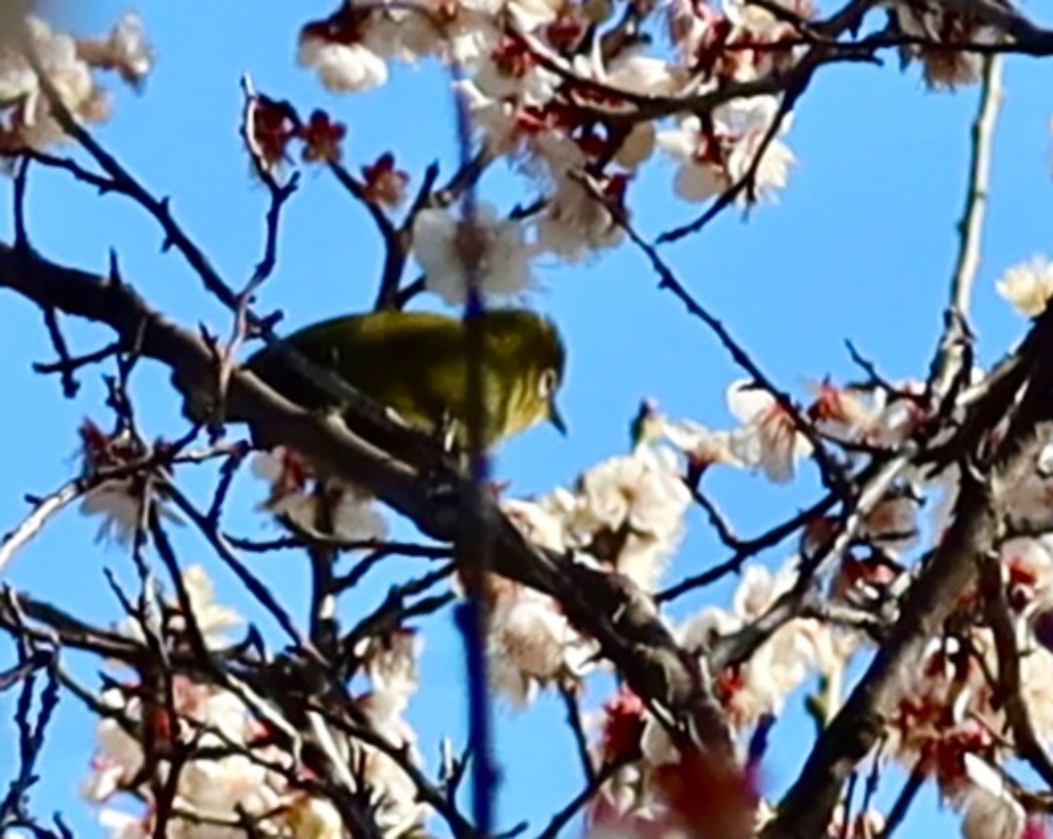 Warbling White-eye