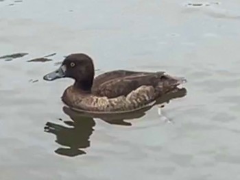 Greater Scaup Kodomo Shizen Park Sun, 2/4/2024