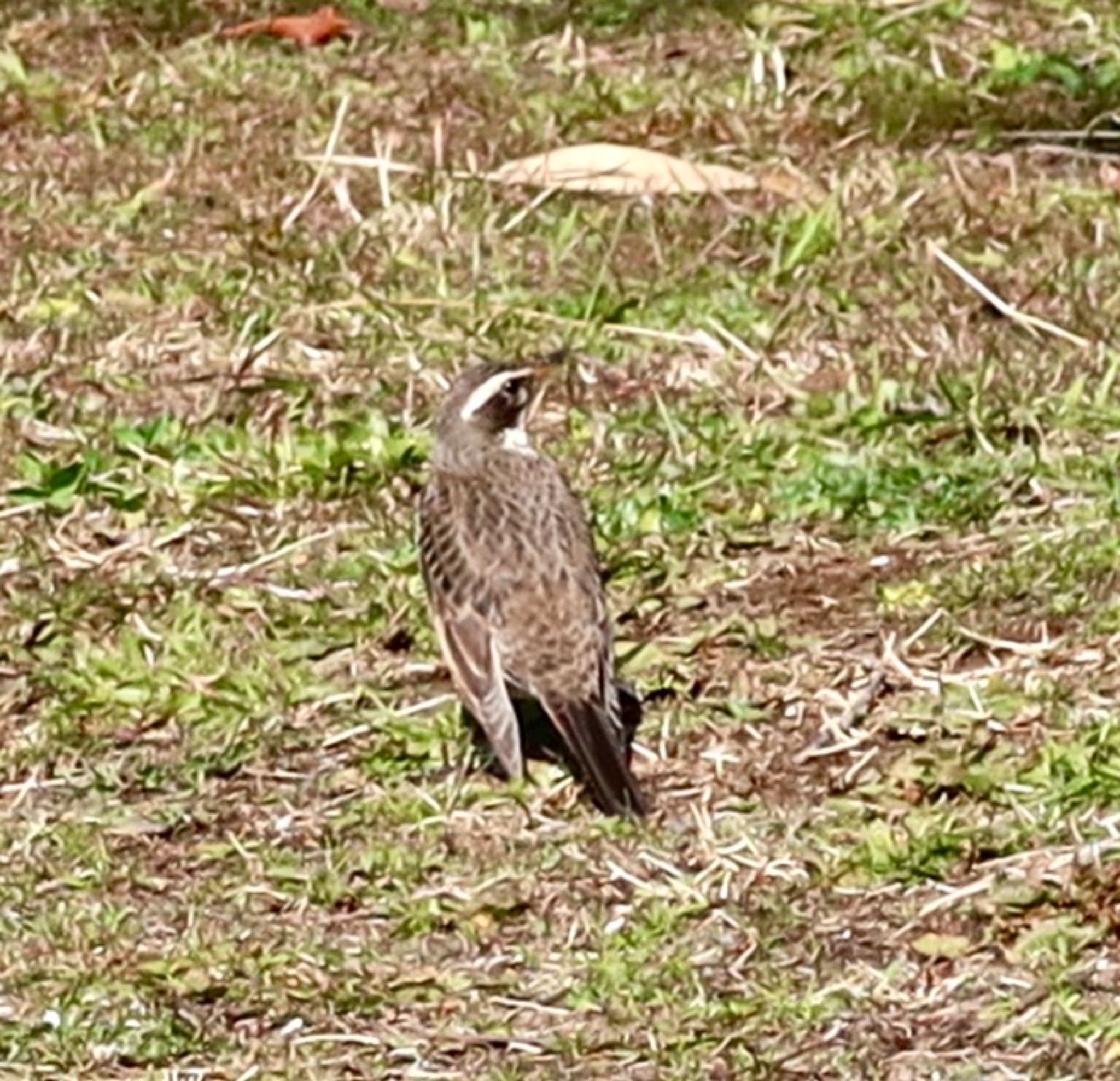 Dusky Thrush