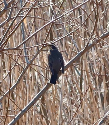 Thu, 2/8/2024 Birding report at 長津川ふれあい広場