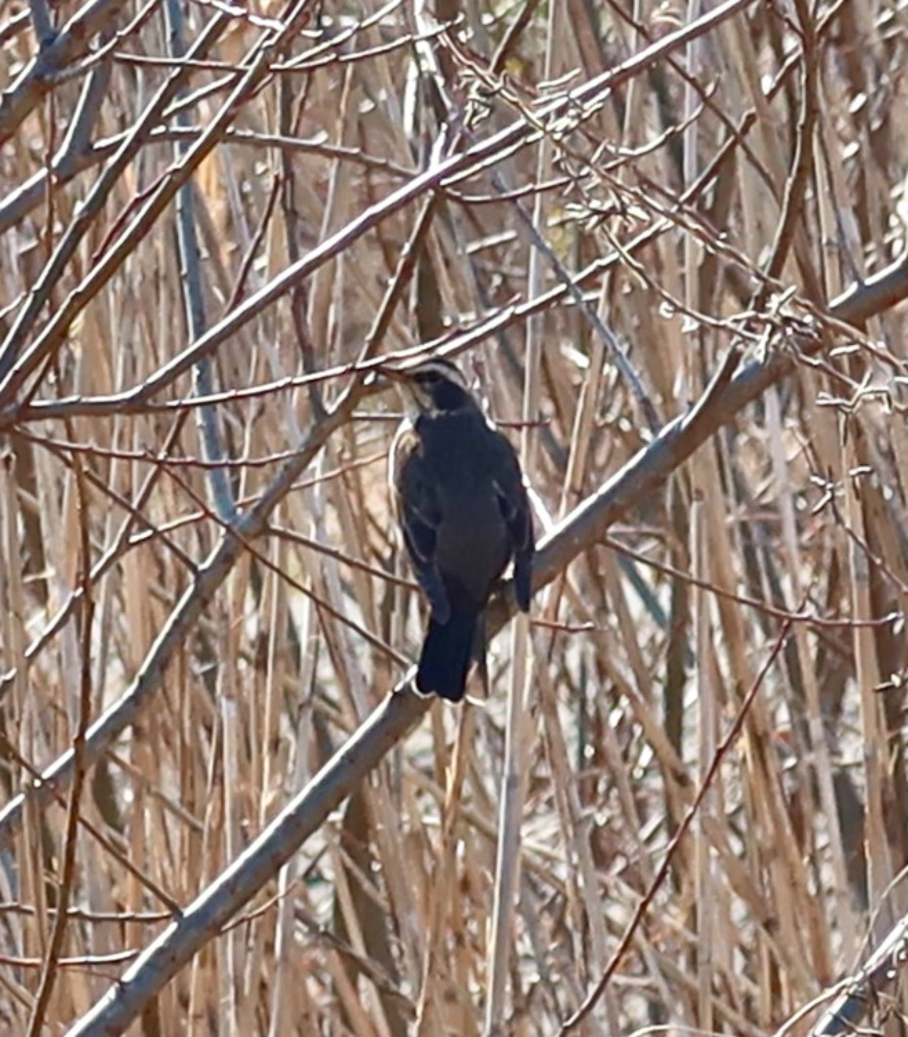 Dusky Thrush