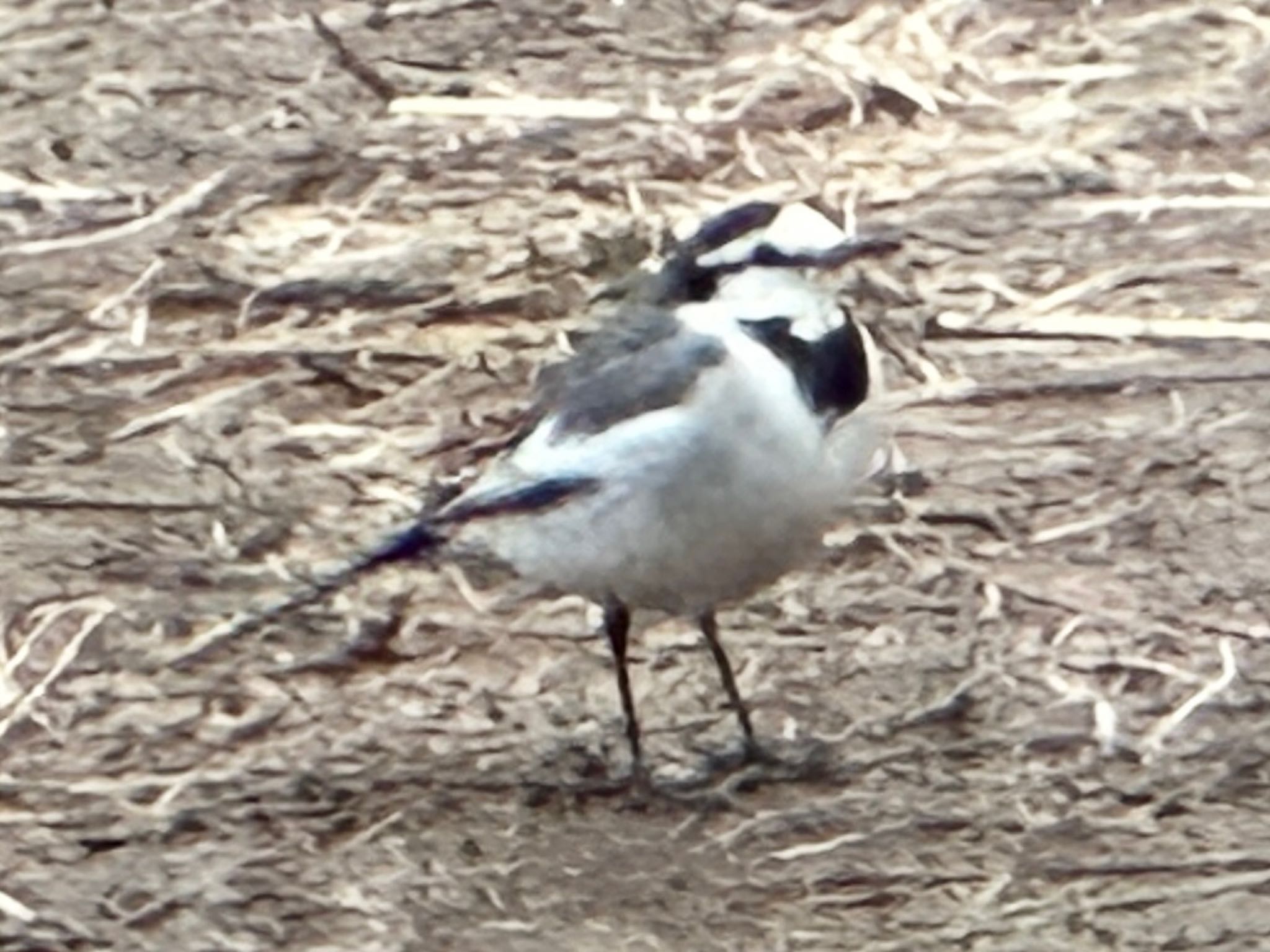 White Wagtail