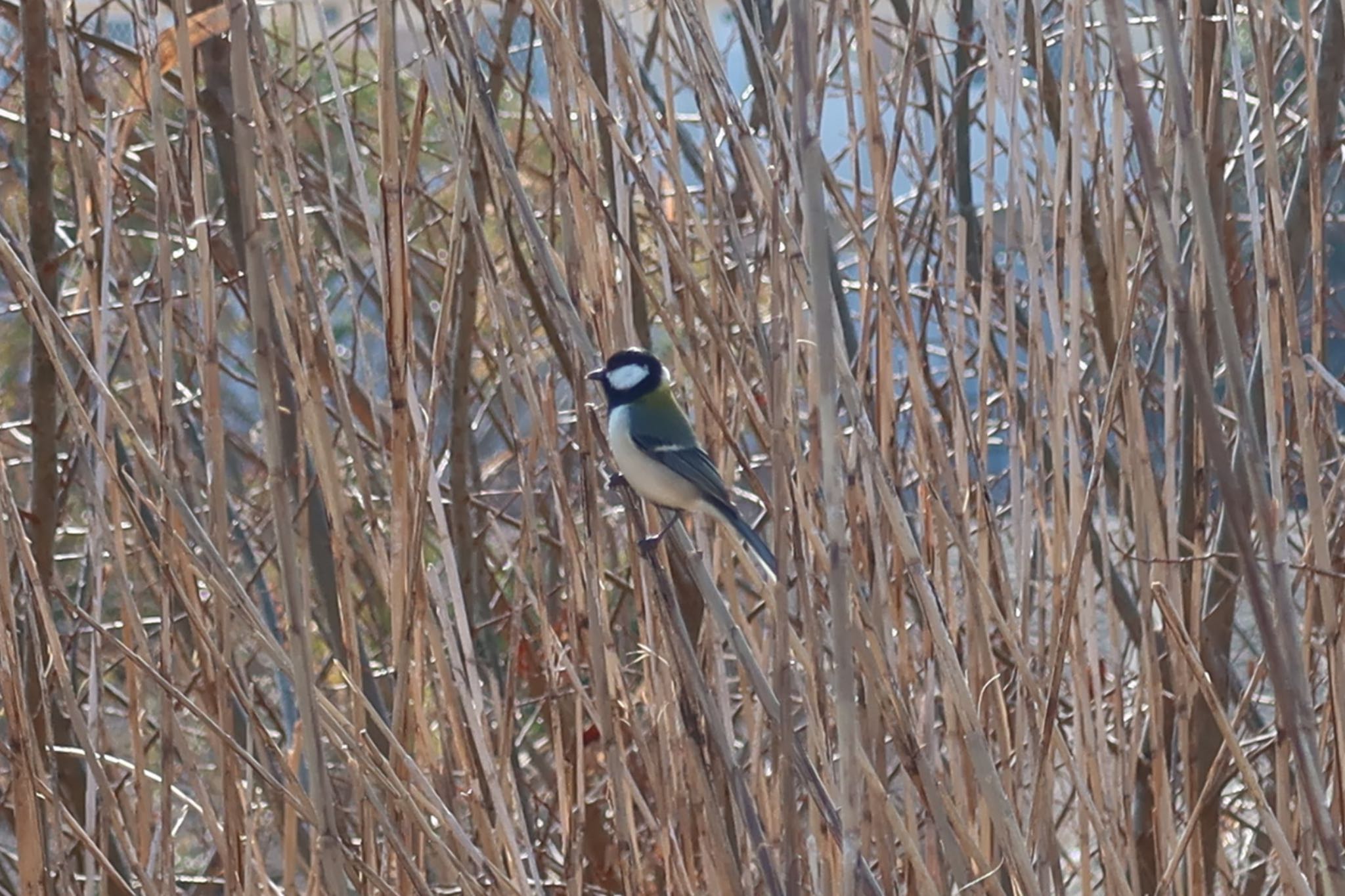 Japanese Tit