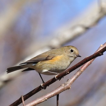 Red-flanked Bluetail くろんど園地 Thu, 2/8/2024